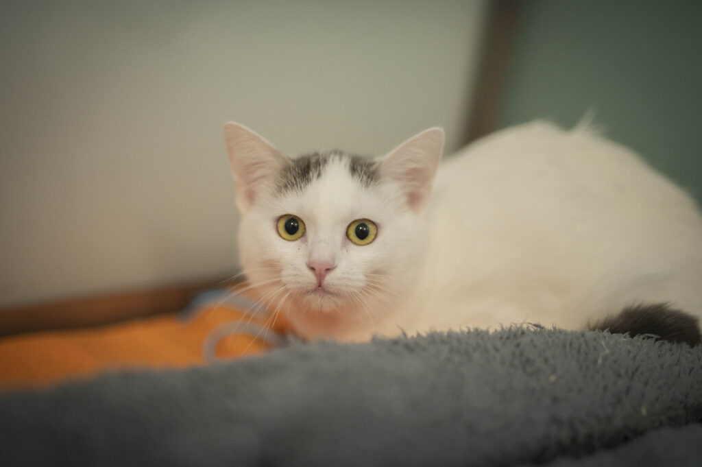 Foto von Narnia und Negra