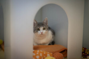 Foto von Narnia und Negra