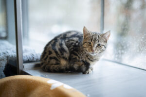 Foto von Phio und Schnurrsula