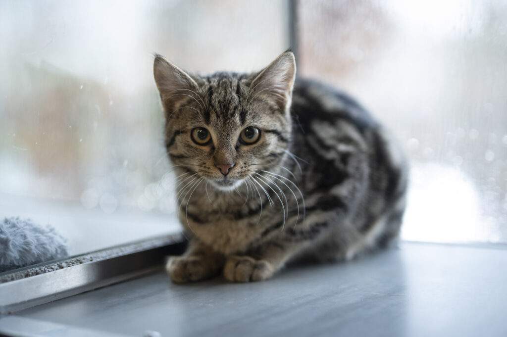 Foto von Phio und Schnurrsula