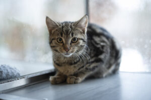 Foto von Phio und Schnurrsula