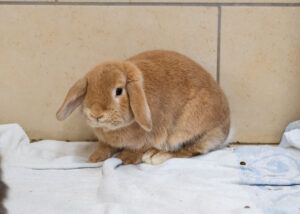 Foto von Sechser Gruppe Kaninchen