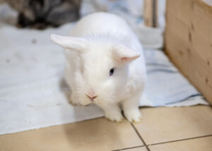 Foto von Sechser Gruppe Kaninchen