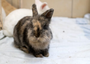 Foto von Sechser Gruppe Kaninchen