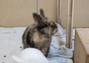 Foto von Sechser Gruppe Kaninchen