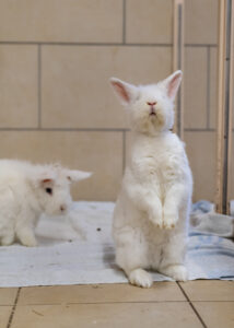 Foto von Sechser Gruppe Kaninchen