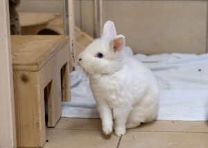 Foto von Sechser Gruppe Kaninchen