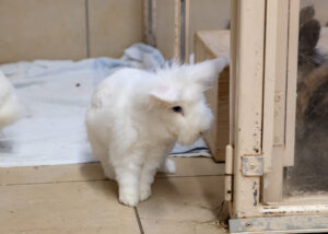 Foto von Sechser Gruppe Kaninchen