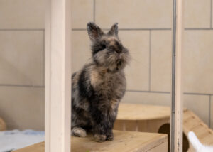 Foto von Sechser Gruppe Kaninchen