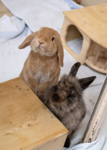 Foto von Sechser Gruppe Kaninchen