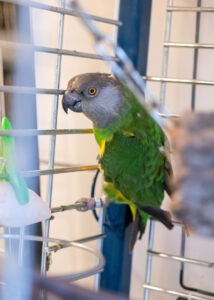 Foto von Pari und Senator