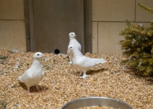 Foto von Zuchttauben