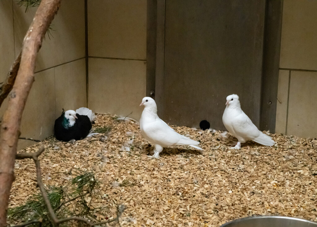 Foto von Zuchttauben