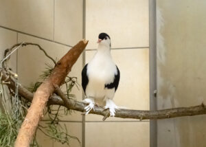 Foto von Zuchttauben