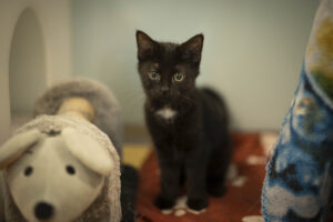 Foto von Smilla und Buddy