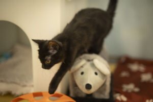 Foto von Smilla und Buddy