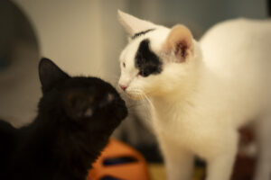 Foto von Smilla und Buddy