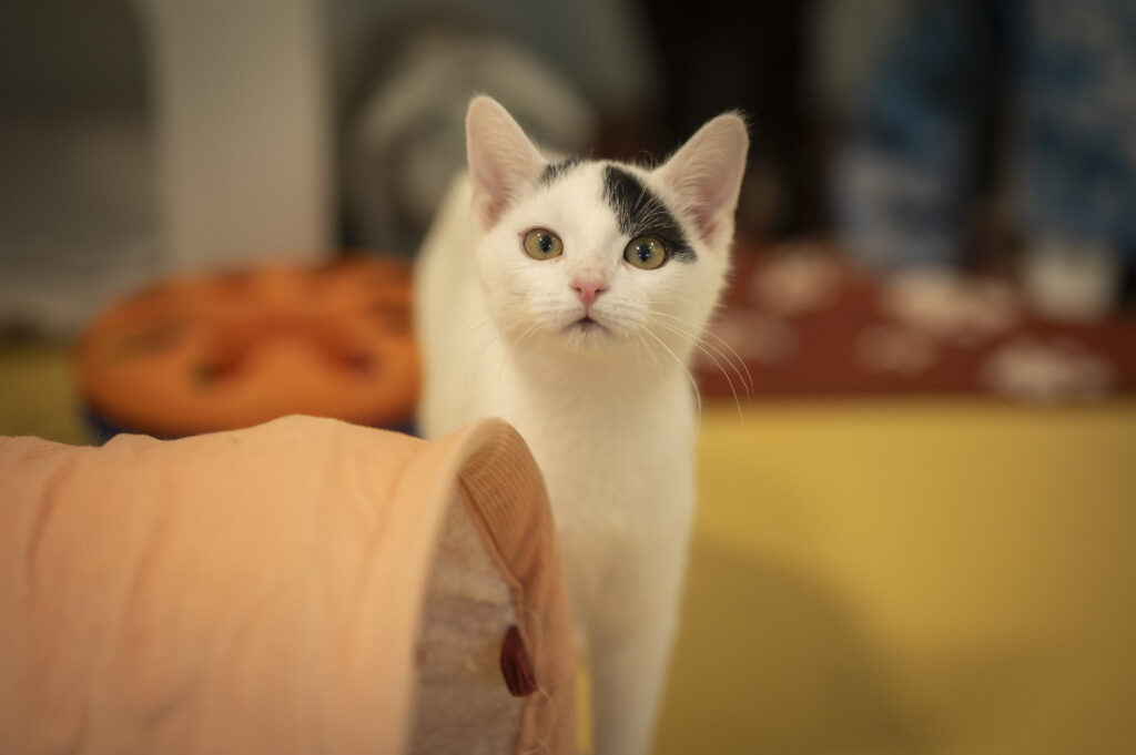 Foto von Smilla und Buddy