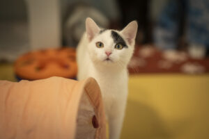 Foto von Smilla und Buddy