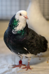 Foto von Zuchttauben