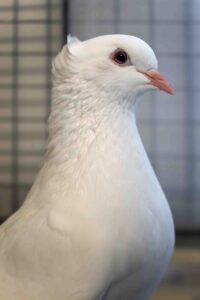 Foto von Zuchttauben