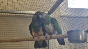 Foto von Pari und Senator