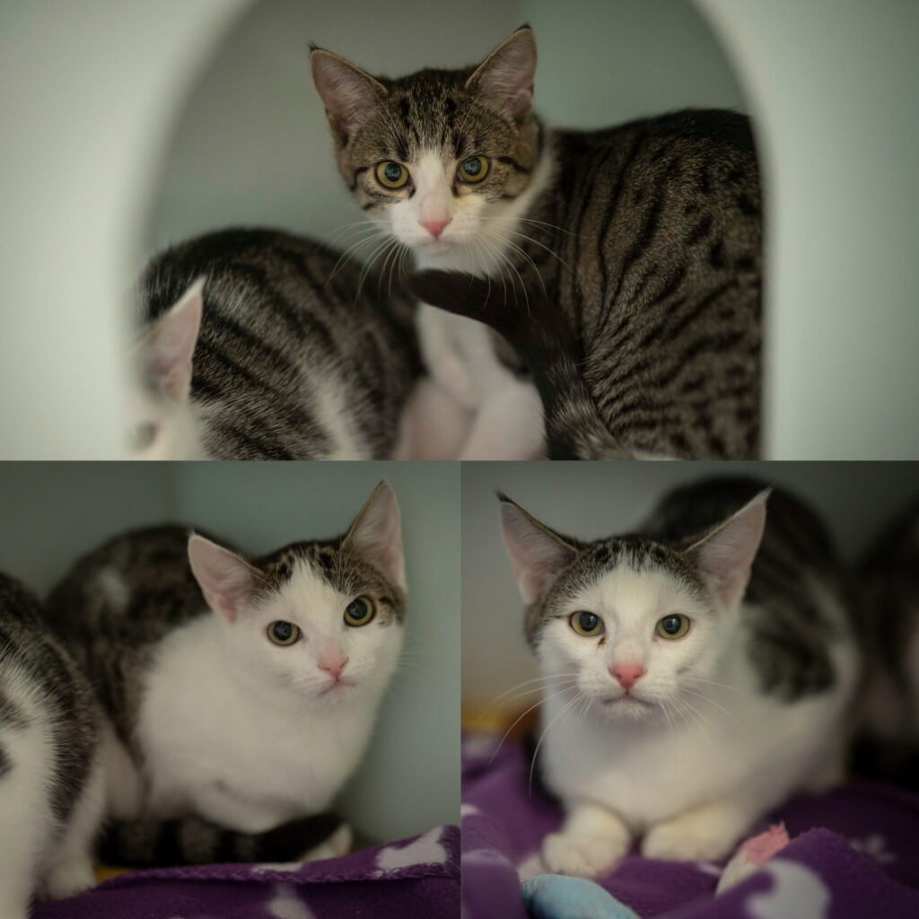 Foto von Wyona, Wednesday und Wario