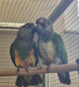 Foto von Pari und Senator