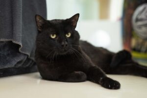 Foto von Charlie-Sumo