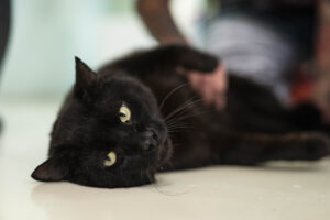 Foto von Charlie-Sumo