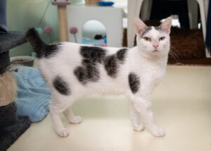 Foto von Mia, Bella, Arie