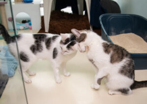 Foto von Mia, Bella, Arie