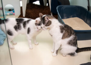 Foto von Mia, Bella, Arie