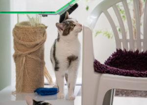 Foto von Mia, Bella, Arie