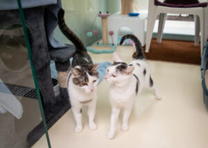 Foto von Mia, Bella, Arie