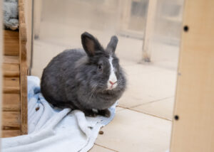 Foto von Pfeffer und Salz