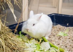 Foto von Pfeffer und Salz