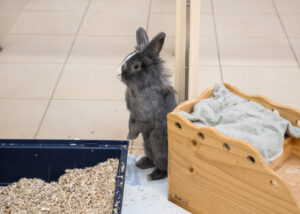 Foto von Pfeffer und Salz