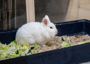 Foto von Pfeffer und Salz