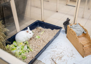 Foto von Pfeffer und Salz