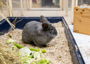 Foto von Pfeffer und Salz