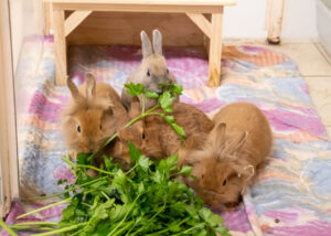 Foto von Crosanté, Dschennifer, Samuel und Kerschdin