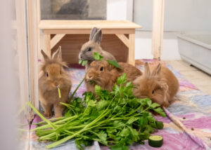 Foto von Crosanté, Dschennifer, Samuel und Kerschdin
