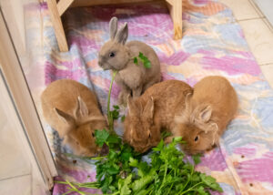 Foto von Crosanté, Dschennifer, Samuel und Kerschdin