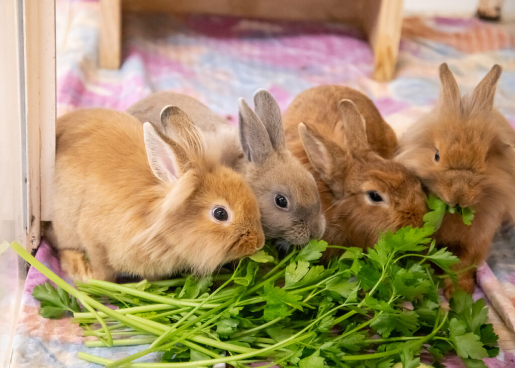 Foto von Crosanté, Dschennifer, Samuel und Kerschdin