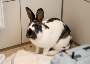 Foto von Pünktchen und Anton