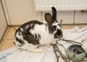 Foto von Pünktchen und Anton