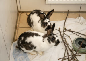 Foto von Pünktchen und Anton