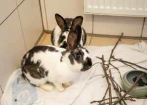 Foto von Pünktchen und Anton