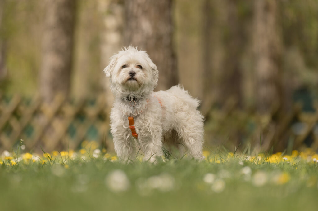 Foto von Chaplin